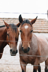 two horses in stable