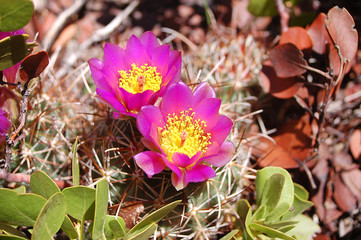 Close up of Cactus Bloom flowering in the desert of Southern Utah. 