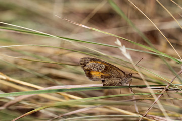 Nahaufnahme eines Schmetterling, Schmetterlinge sind schöne Insekten und auch nützlich.