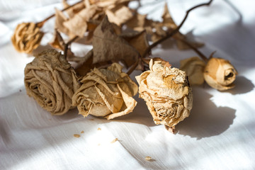  dried roses on a white textile bed background, sad holiday, autumn mood