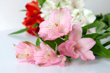 Peruvian lily pink, red, white alstroemeria on a light background
