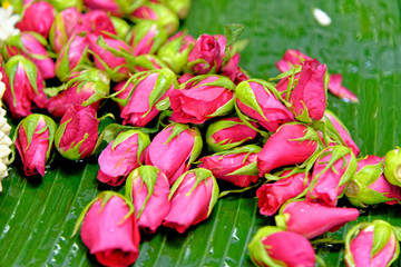 Opening buds of a pink rose