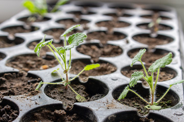 The sprouts of the seedlings of strawberries, and the empty cells in which the seeds did not sprout.