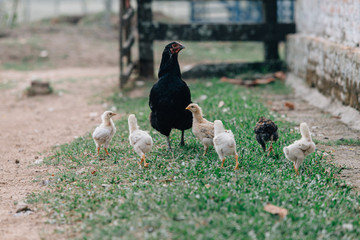hen and chickens