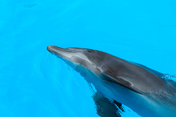 Naklejka premium Dolphin swim in the blue water. Closeup of dolphin head. Intelligent mammal in the pool. Bottlenose dolphin