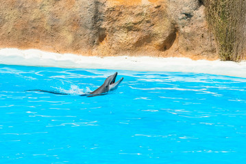 Dolphin rise head above blue water and sign. Closeup of dolphin head. Intelligent mammal in the pool. Bottlenose dolphin