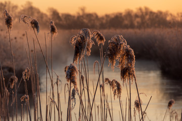 Poranek w Narwiańskim Parku Narodowym. Rzeka Narew. Polska Amazonia. Podlasie. Polska © podlaski49