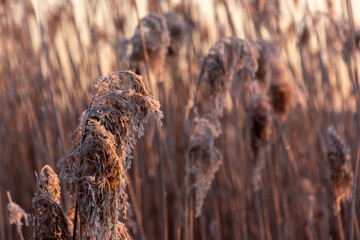Poranek w Narwiańskim Parku Narodowym. Rzeka Narew. Polska Amazonia. Podlasie. Polska © podlaski49