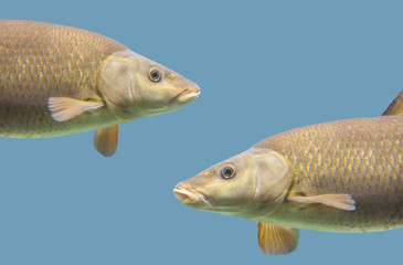 Common barbel, Barbus barbus, is a species of freshwater fish