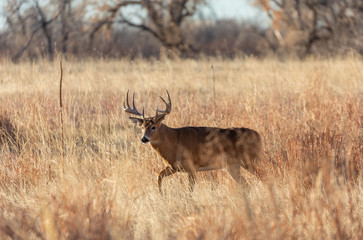 Naklejka na ściany i meble Buck Whitetil Deer in Colorado in Autumn 