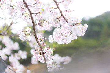 桜