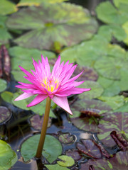 水辺で咲く熱帯睡蓮　マイアミローズのピンク色の花