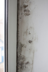 Stachybotrys chartarum or black mold, toxic mold. Mold on slopes in a house near windows that let in moisture.