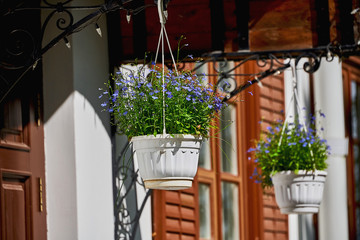 Fototapeta na wymiar Beautiful blue flowers in a hanging planter. Decorative white pots with blue flowers in summer.