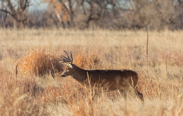 Obraz na płótnie Canvas Buck Whitetil Deer in Colorado in Autumn 