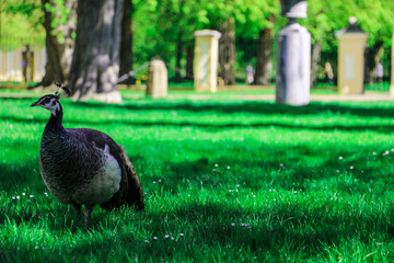 peacock in park