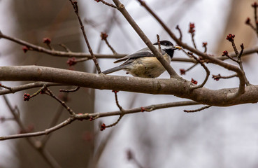 Black-capped Chicadee