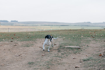 dog on farm