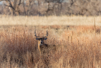 Buck Whitetil Deer in Colorado in Autumn 