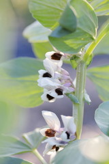 そら豆の花