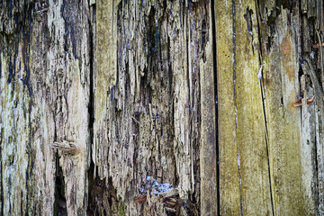 Old wood texture for web background, Rotten, decrepit, rotten wooden backdrop