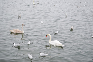 Swans in Copenhagen