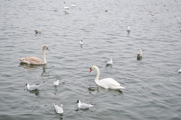 Obraz premium Swans in Copenhagen