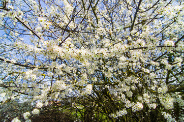 tree in spring with white flowers