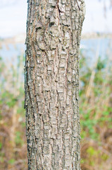 trunks and tree branches in nature