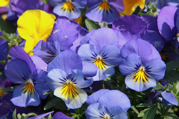 Massif de pensées bleues