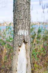 trunks and tree branches in nature
