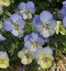 Massif de pensées bleues	