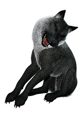 3D Rendering Black Wolf on White