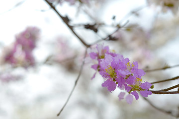 flower nature landscape