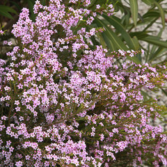 Diosma hirsuta