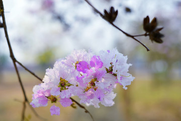 flower nature landscape
