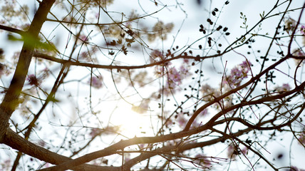 flower nature landscape