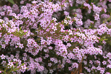 Obraz premium Diosma hirsuta
