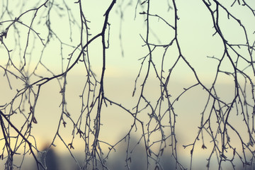 abstract background landscape winter forest / frost-covered tree branches, snowy weather christmas background
