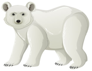 Polar bear on four legs on white background
