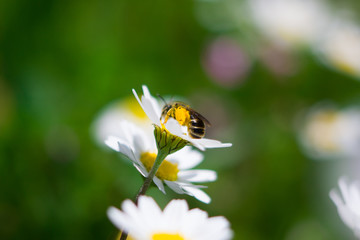 The bee and chamomile are giving us a happy opportunity to breathe the fresh air of spring.