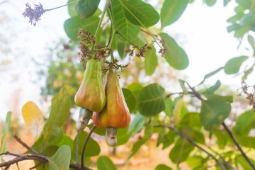 Cashew is on tree.Cashew nuts.Cashew tree. The color of red Cashew.