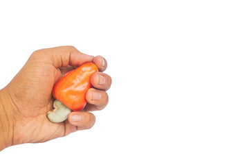 cashew fruit in hand on white background