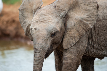 Kleiner Elefant Nahaufnahme; Addo Elephant National Park, Südafrika