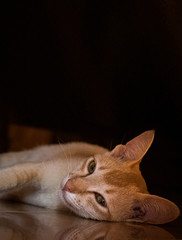 Cute orange cat laying under a bed