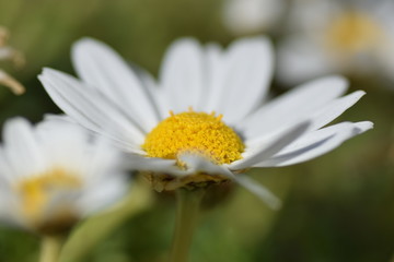 close up of a white flower