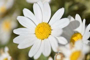 Fototapeta premium close up of a white flower