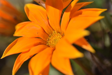 closeup of orange flower