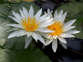 水辺で咲く熱帯睡蓮　ミセス　Ｇ．Ｈ．プリングの白色の花