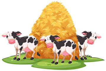 Scene with three cows and stack of hay